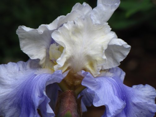 Blue Ruffled Iris